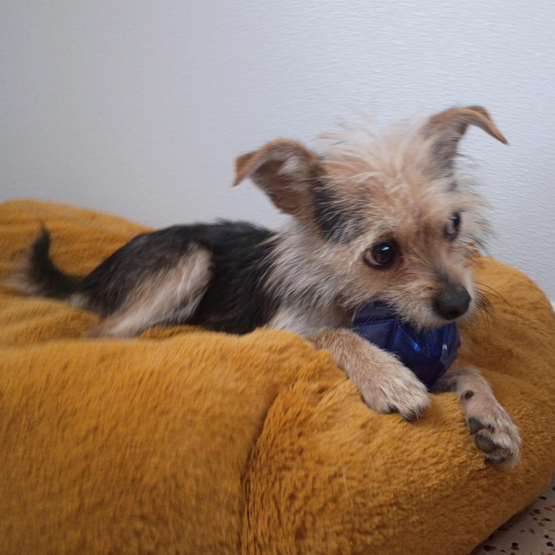 Dodger's Big Jump Home thumbnail 4