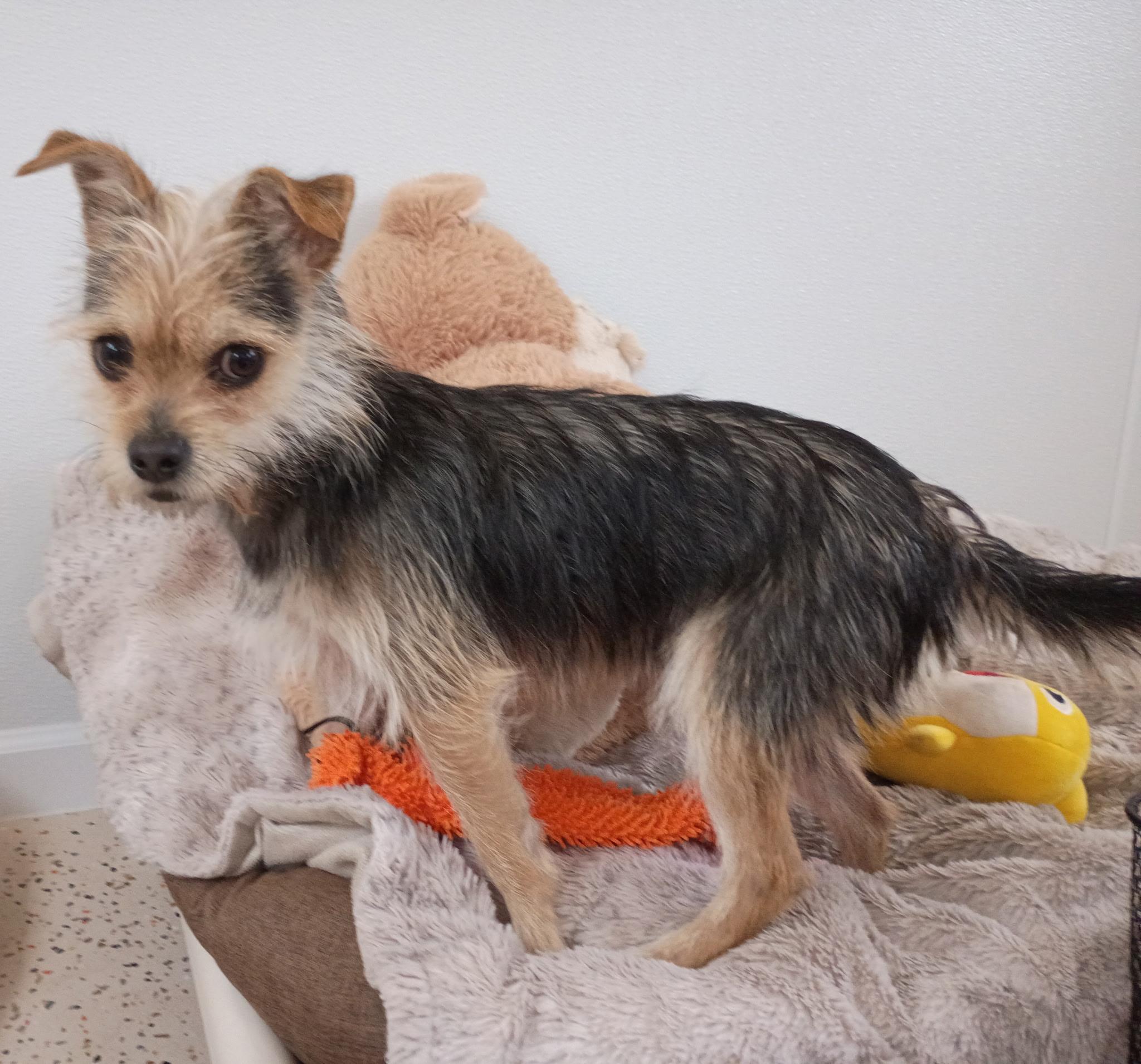 Dodger's Big Jump Home thumbnail 6