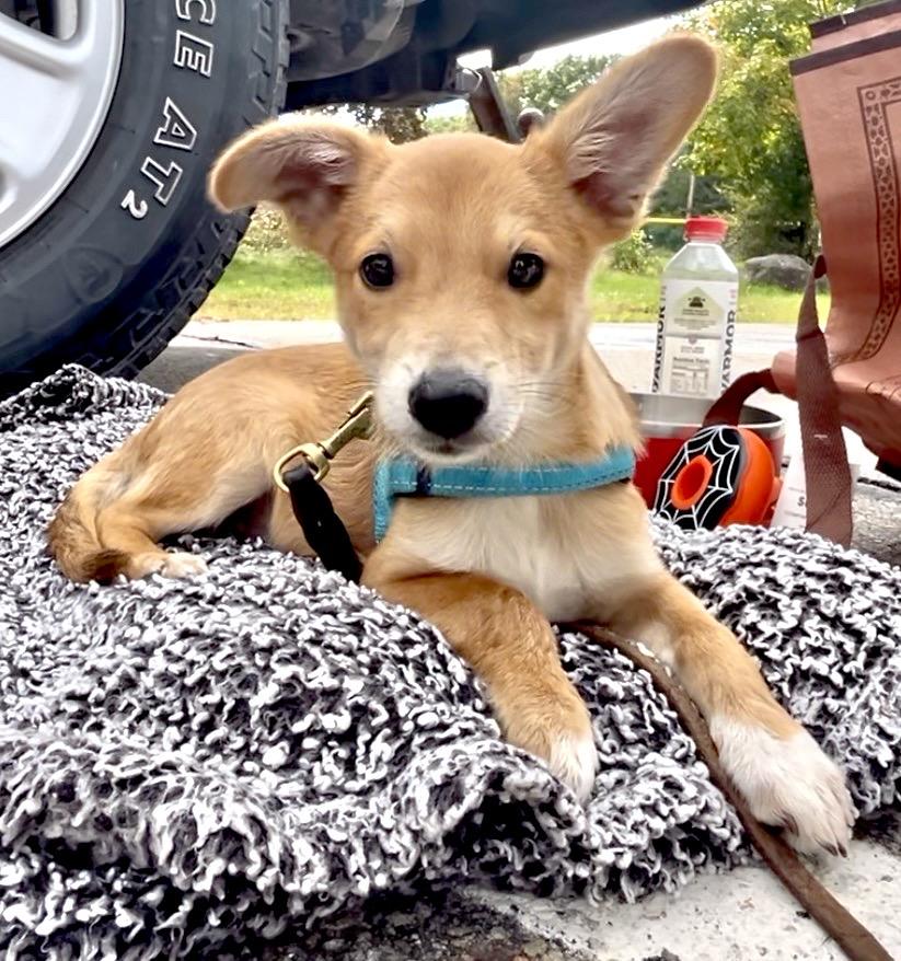 Swiper, Adopted, Puppy Male Jack Russell Terrier & Pomeranian.