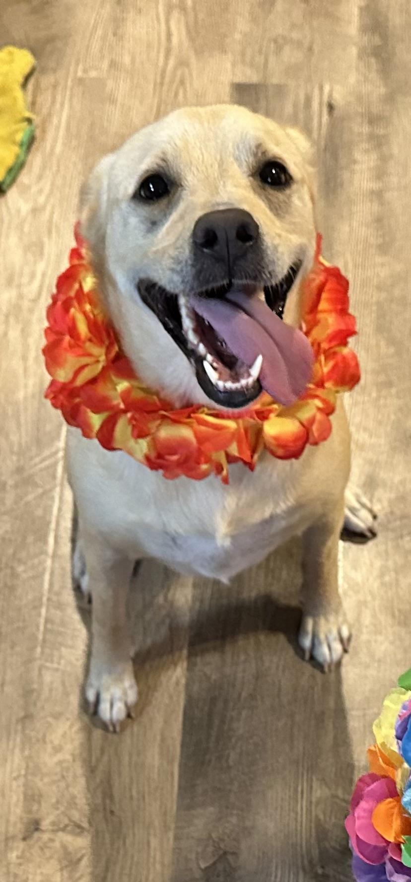 Enlarge Blondie , a ADOPTABLE mixed breed in Arlington, WA image 3/5