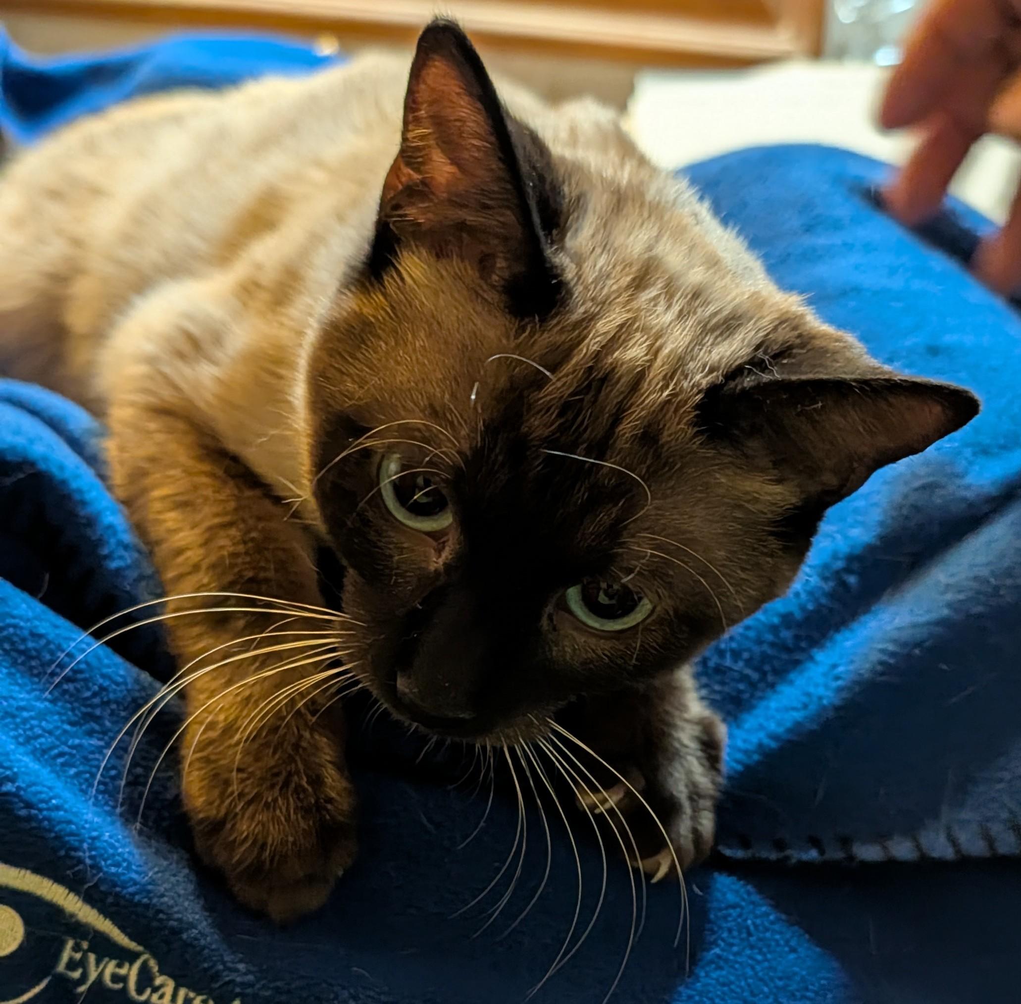 ZANE, a ADOPTABLE Siamese in Pena Blanca, NM image 3/3