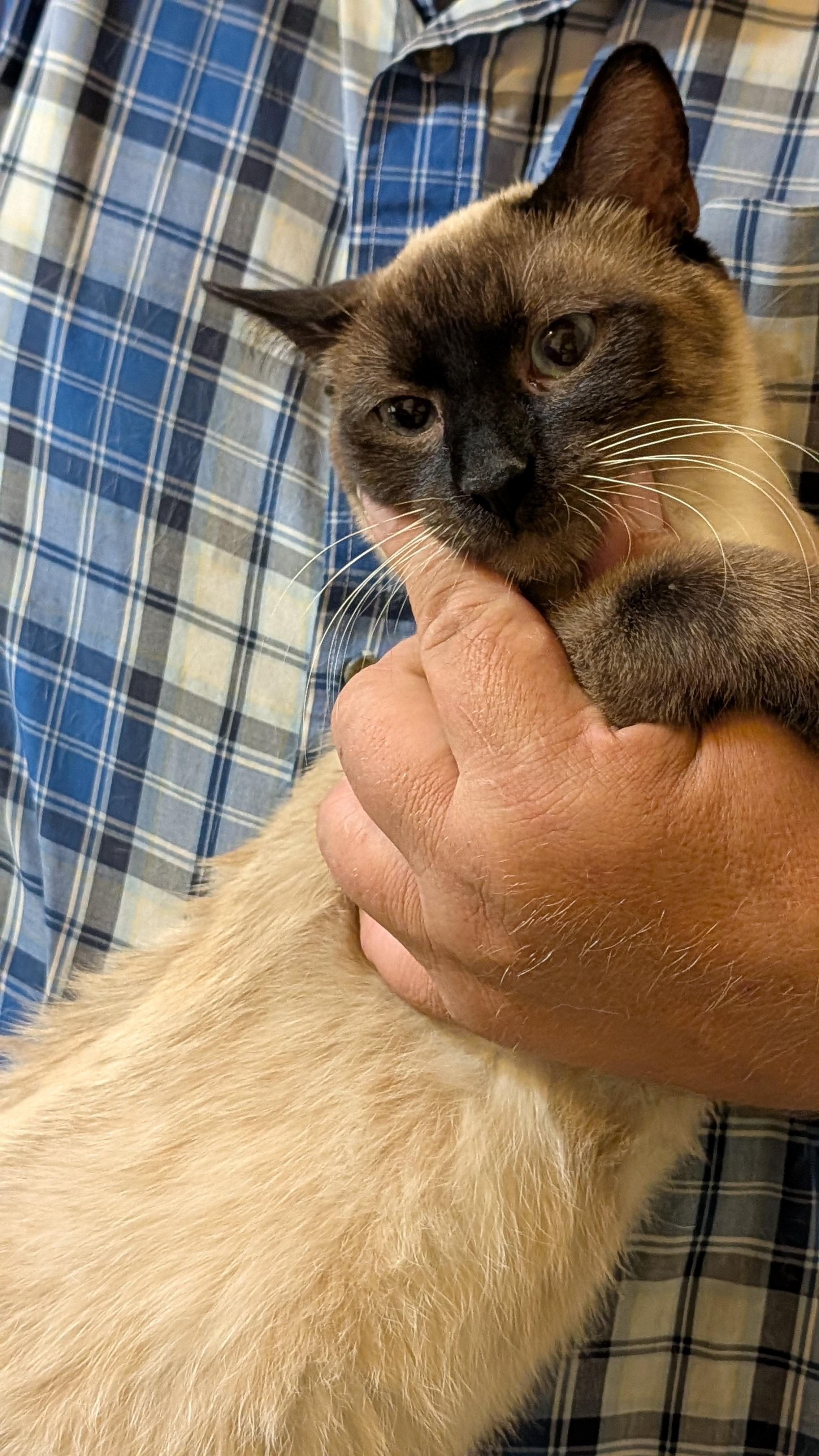 ZANE, ADOPTABLE, Adult Male Siamese.