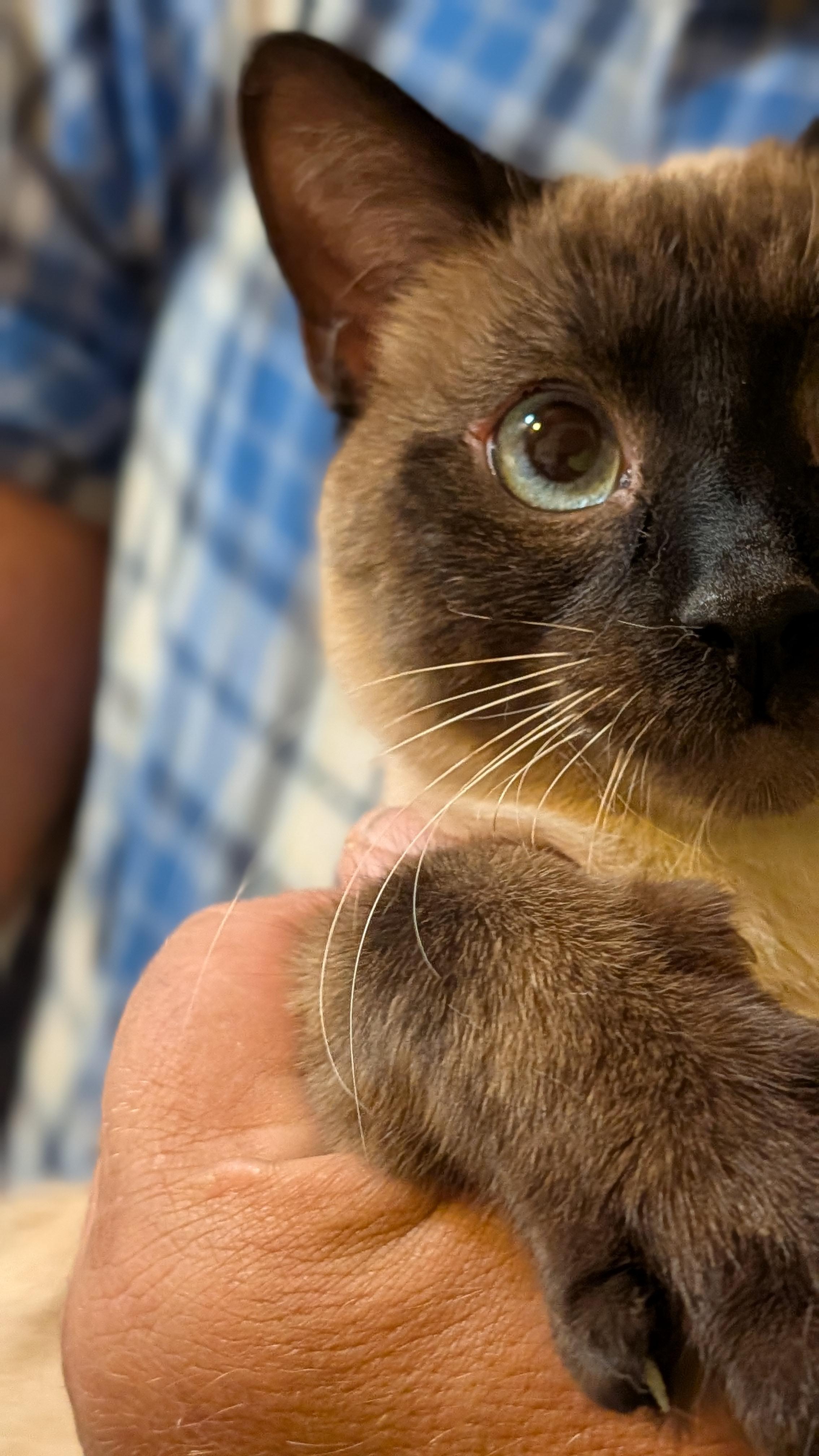 ZANE, a ADOPTABLE Siamese in Pena Blanca, NM image 2/3