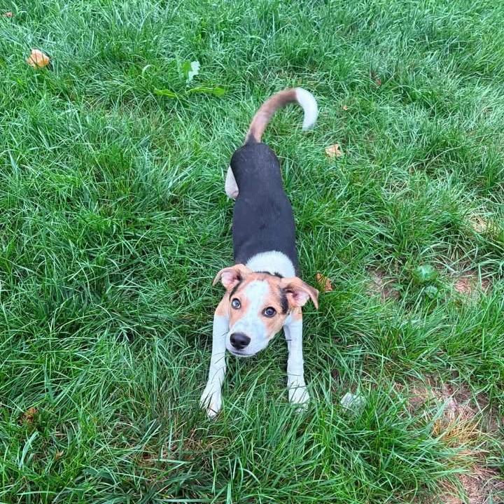 Drake, Adoptable, Young Male Beagle & Husky.