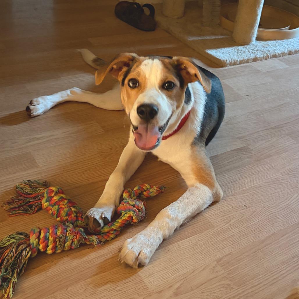 Drake, a Adoptable mixed breed in Chillicothe, IL image 2/2