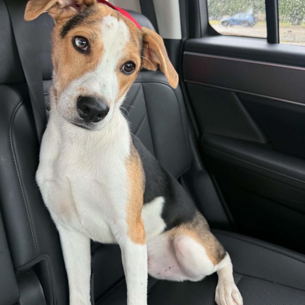Drake, a Adoptable mixed breed in Chillicothe, IL image 3/4