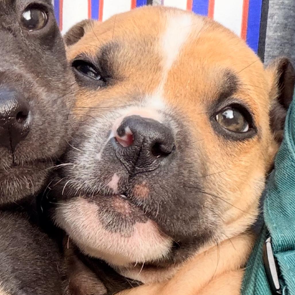 Kevin, Adoptable, Puppy Male Shepherd.