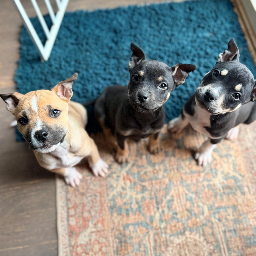 Enlarge Kevin, a Adoptable mixed breed in Durham, NC image 3/6