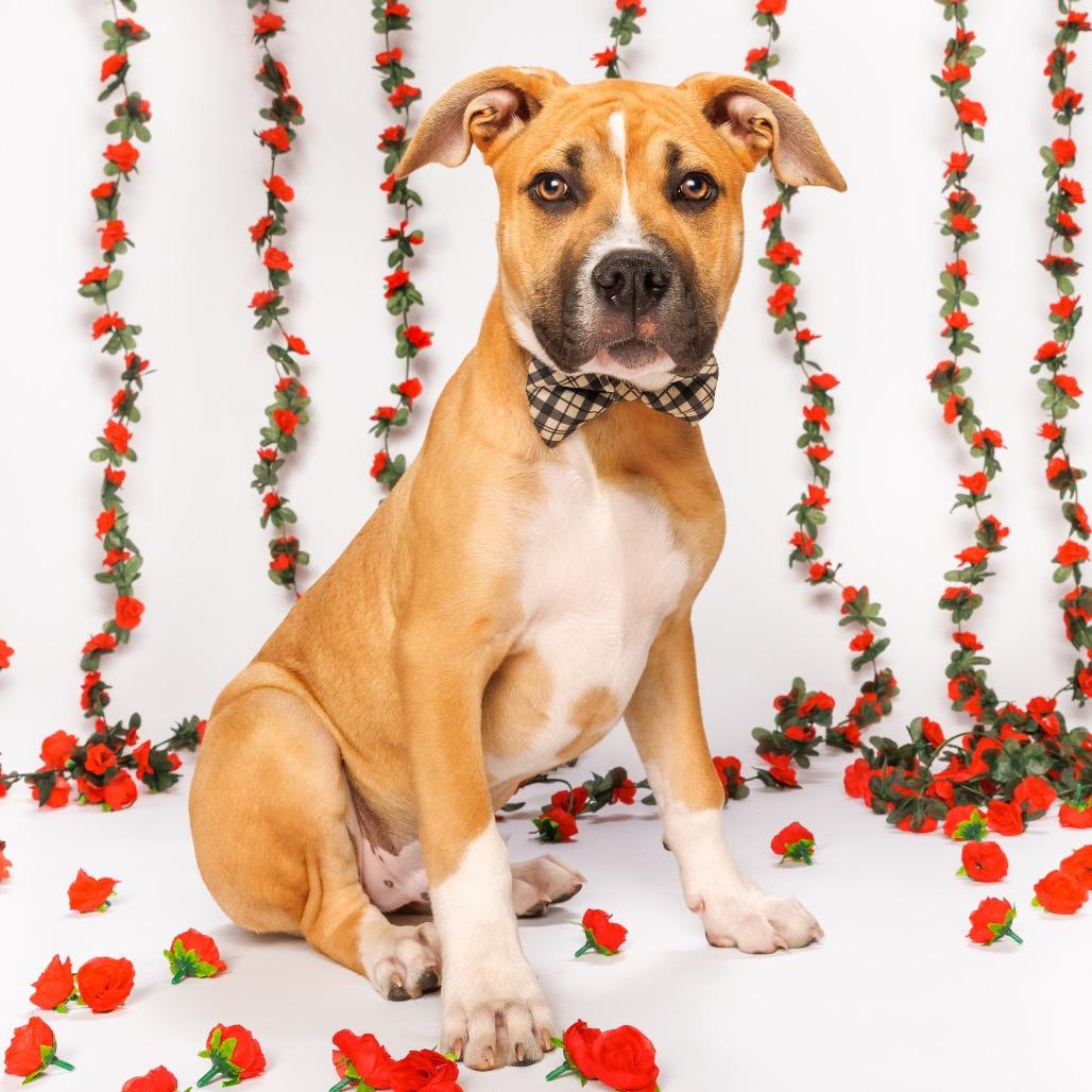 Enlarge Kevin, a Adoptable mixed breed in Durham, NC image 5/6