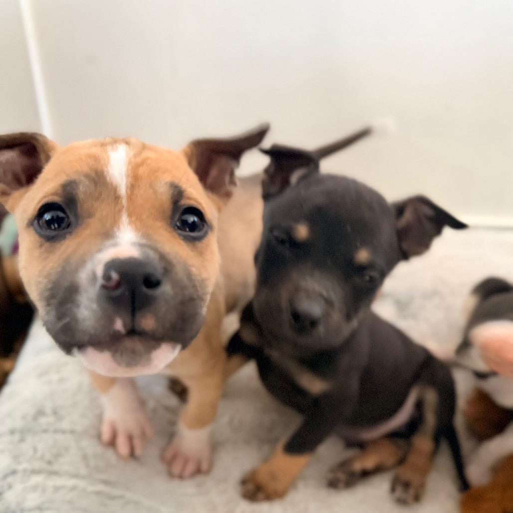 Enlarge Kevin, a Adoptable mixed breed in Durham, NC image 6/6