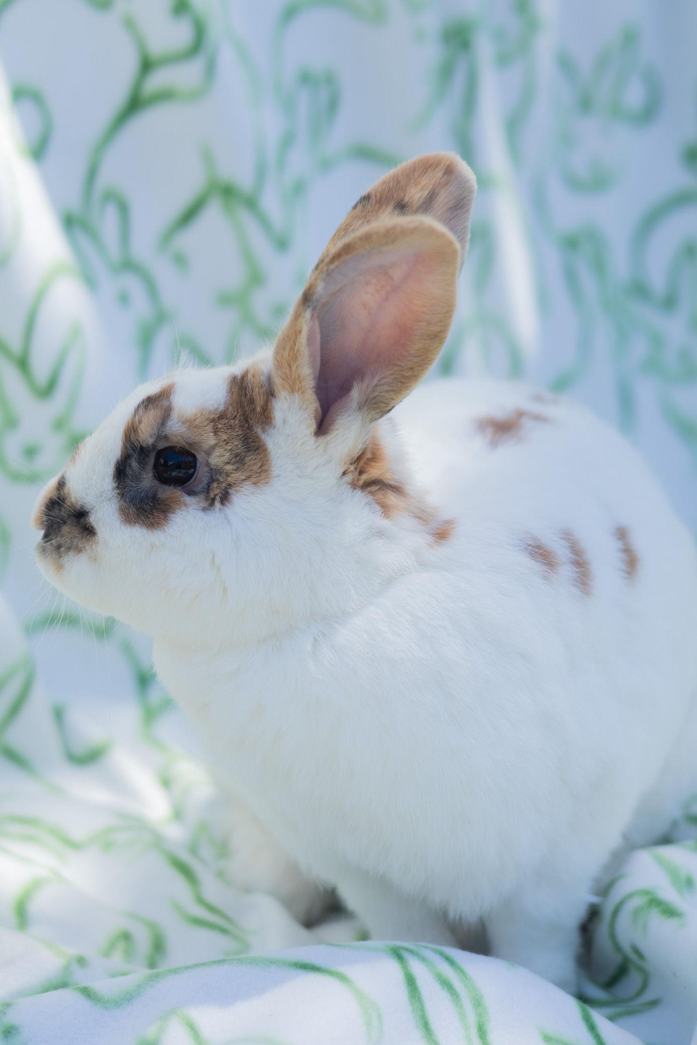 Lewis, a ADOPTABLE Rex in Bishopville, SC image 2/2