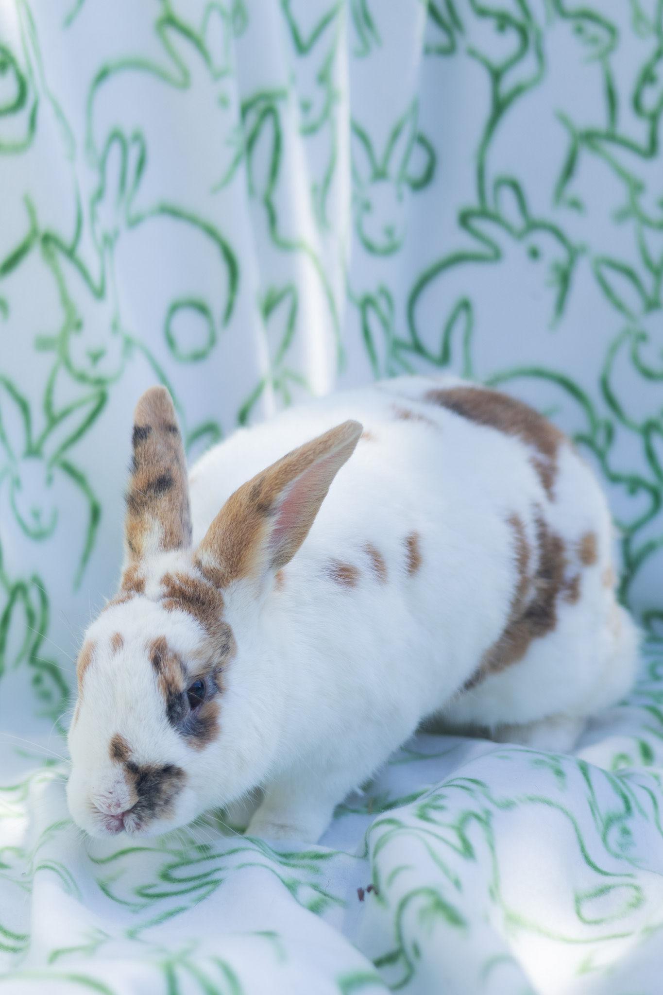 Lewis, a ADOPTABLE Rex in Bishopville, SC image 1/2