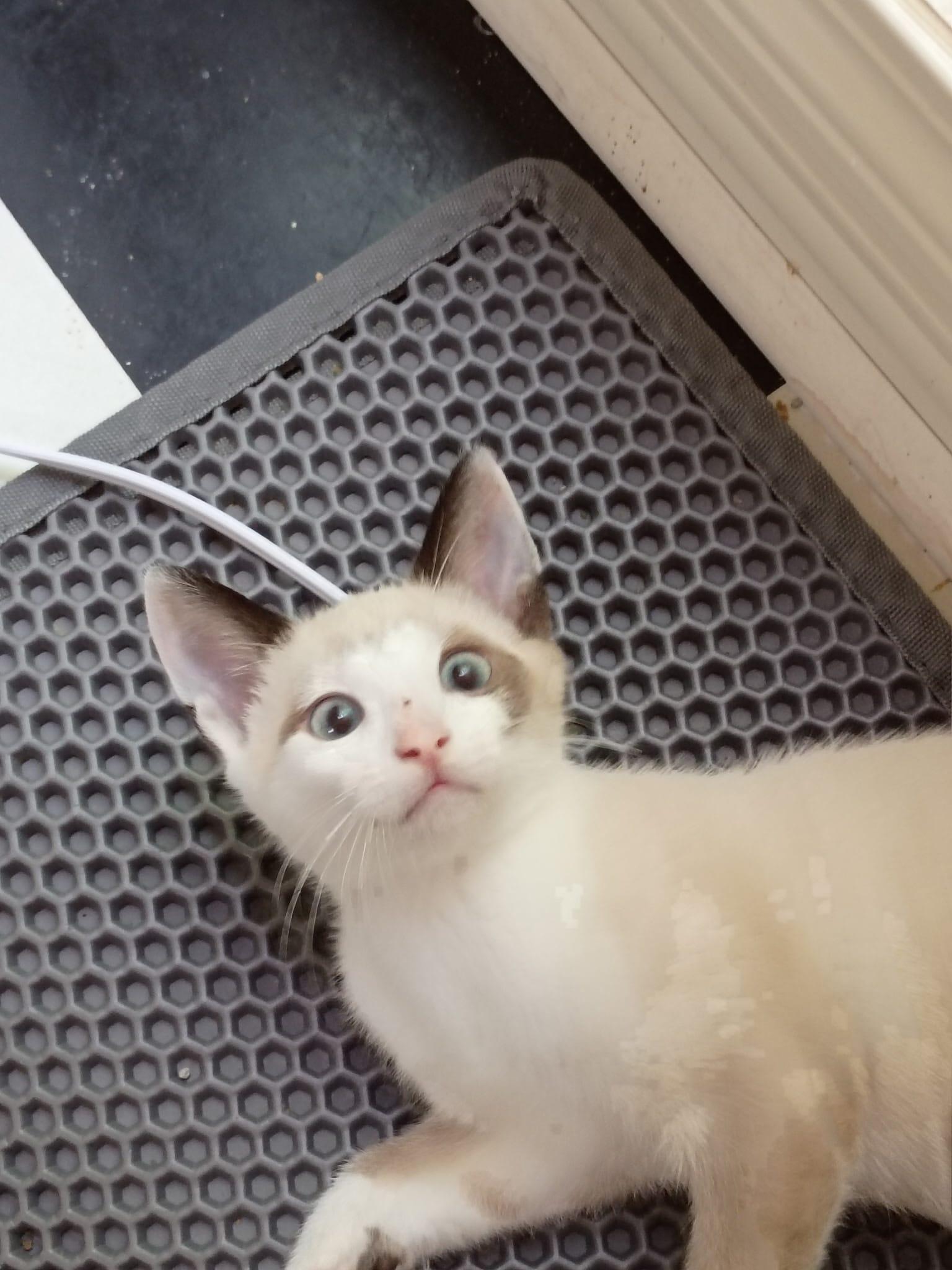 Snarf (bonded with Wilykit), an adopted Domestic Short Hair in Cumming, GA image 3/6