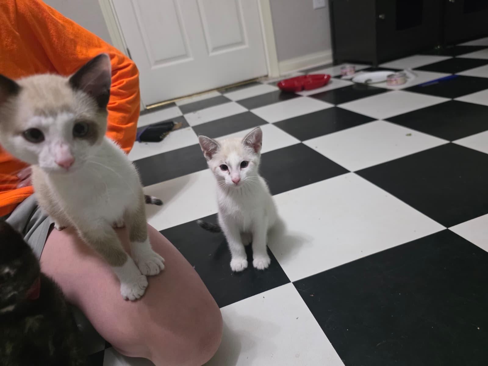 Snarf (bonded with Wilykit), an adopted Domestic Short Hair in Cumming, GA image 5/6