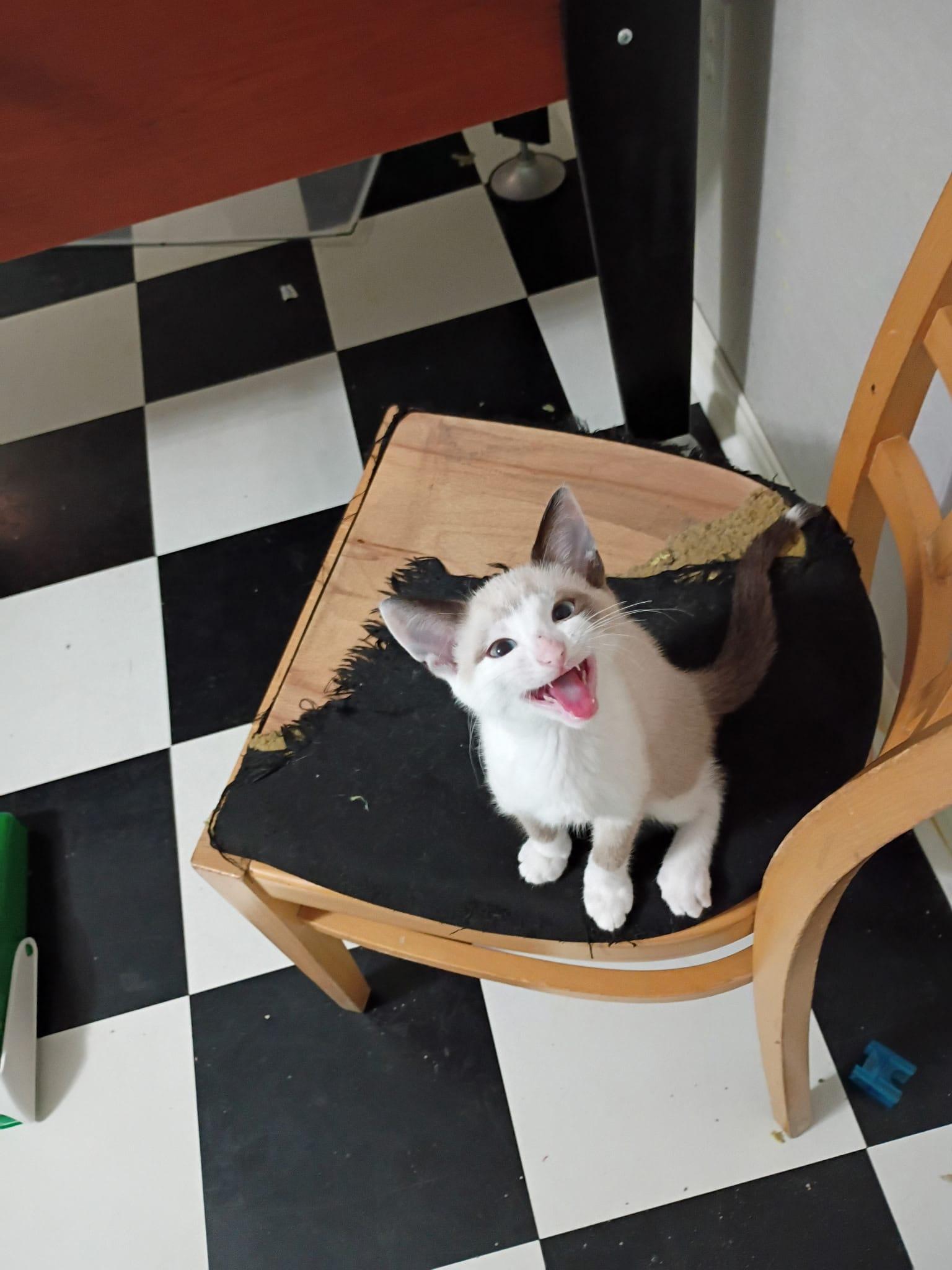 Snarf (bonded with Wilykit), an adopted Domestic Short Hair in Cumming, GA image 2/6