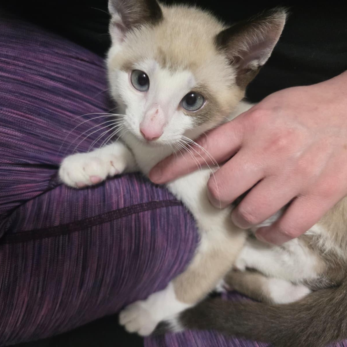 Snarf (bonded with Wilykit), an adopted Domestic Short Hair in Cumming, GA image 1/6