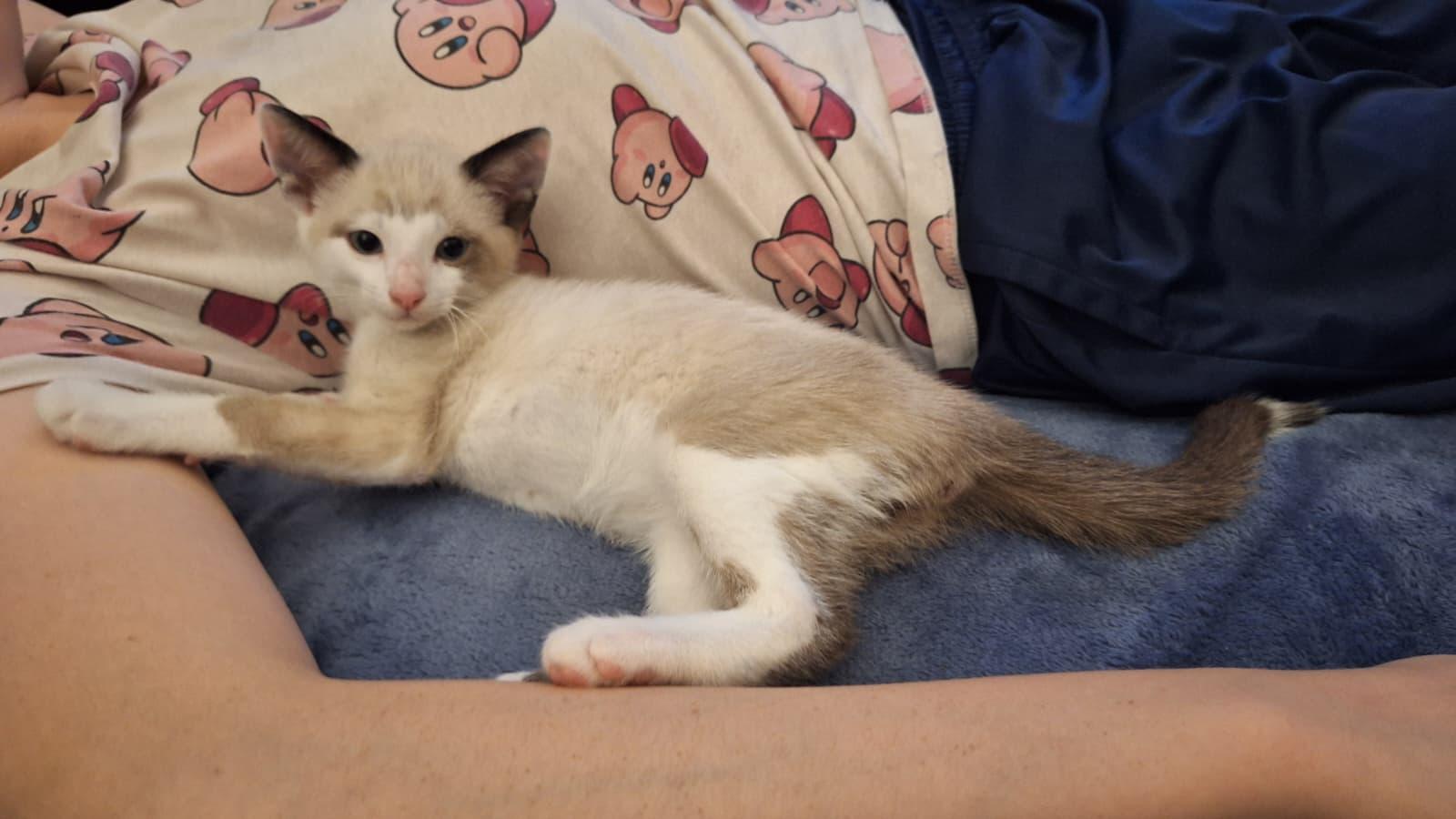 Snarf (bonded with Wilykit), an adopted Domestic Short Hair in Cumming, GA image 6/6