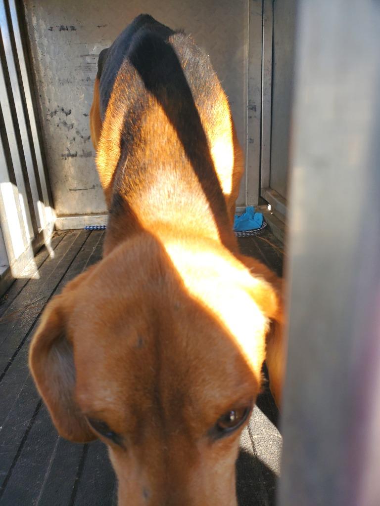 Hunter, Adoptable, Young Male Hound.