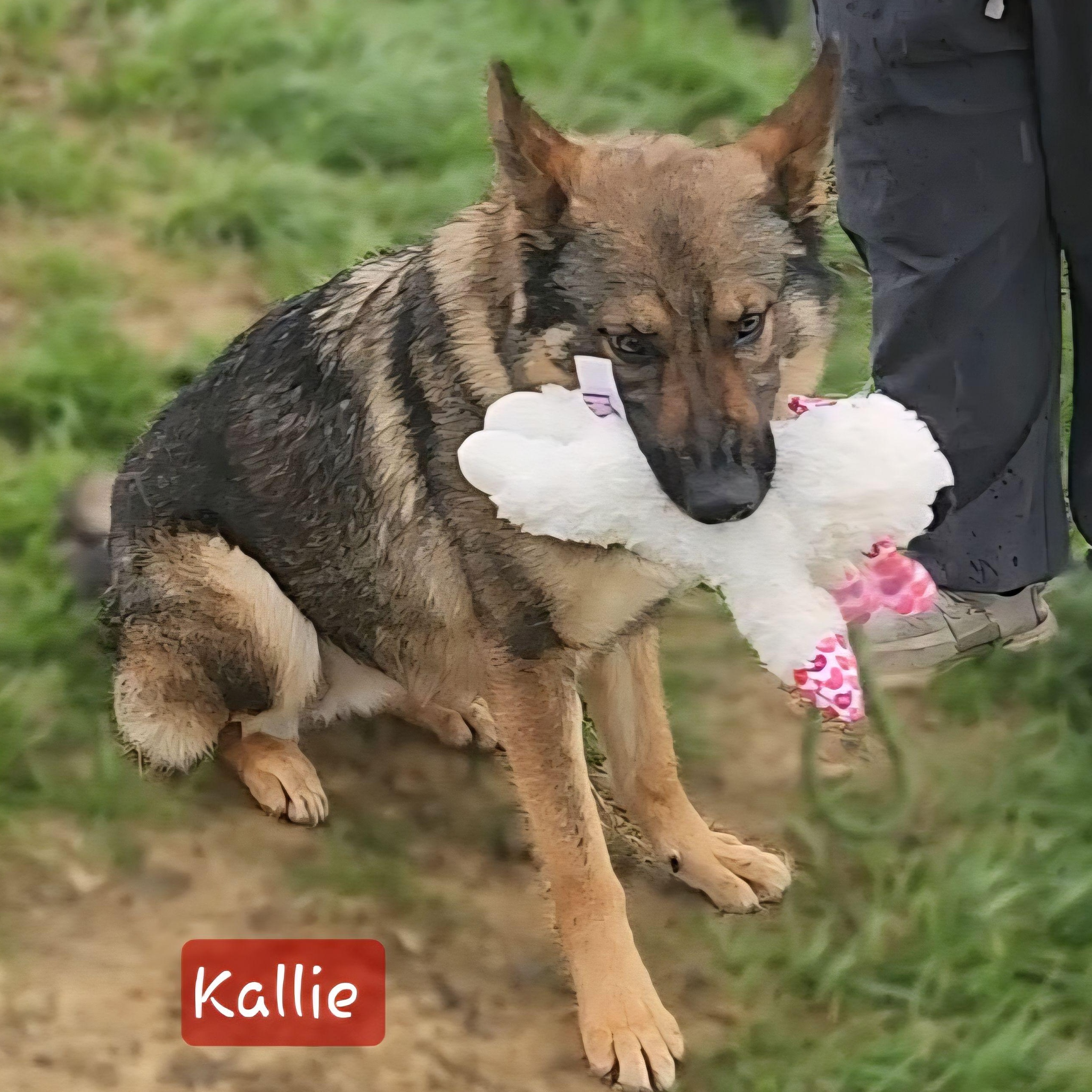 Enlarge KALLIE, a Adoptable German Shepherd Dog in Ashland, OH image 4/5