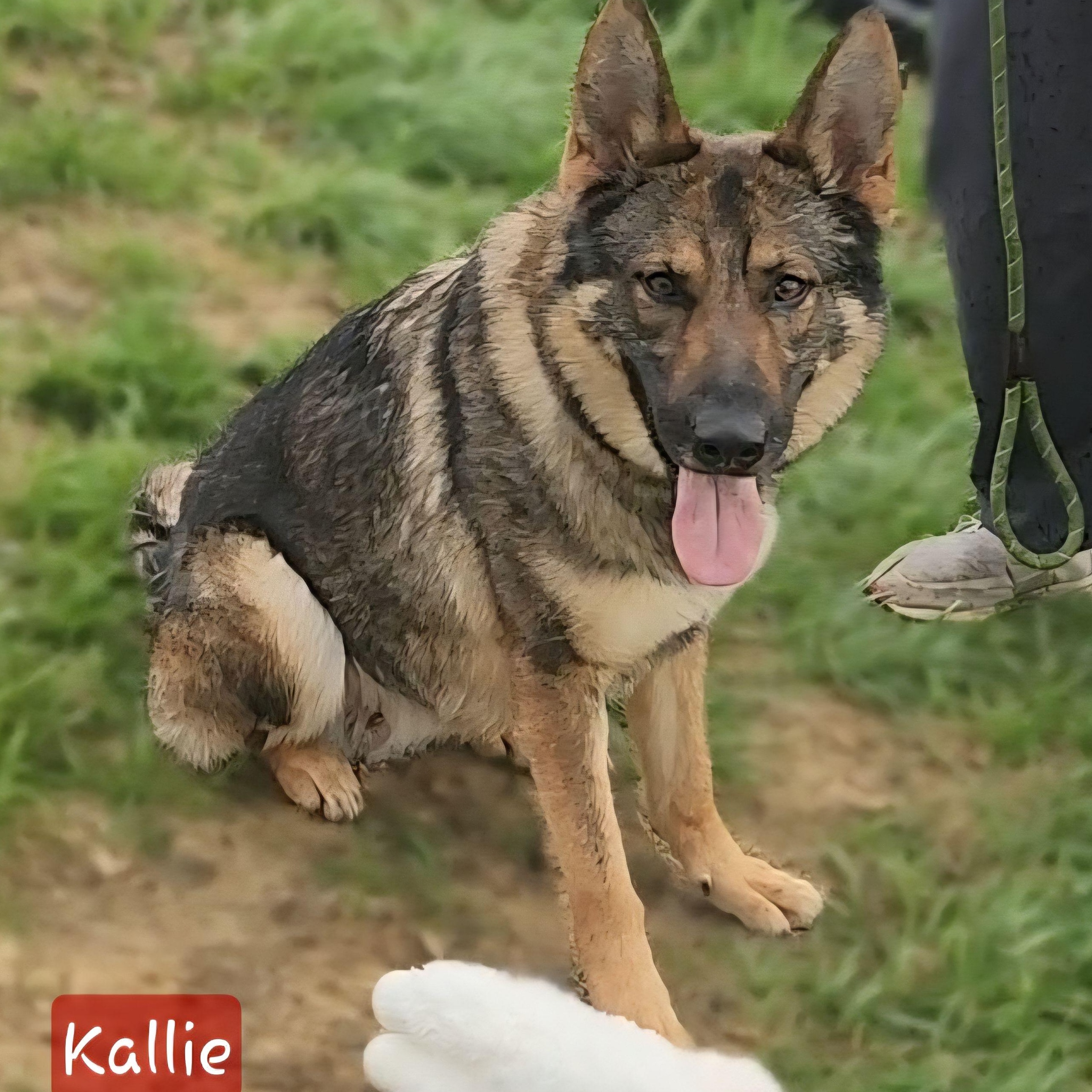 Enlarge KALLIE, a Adoptable German Shepherd Dog in Ashland, OH image 2/5
