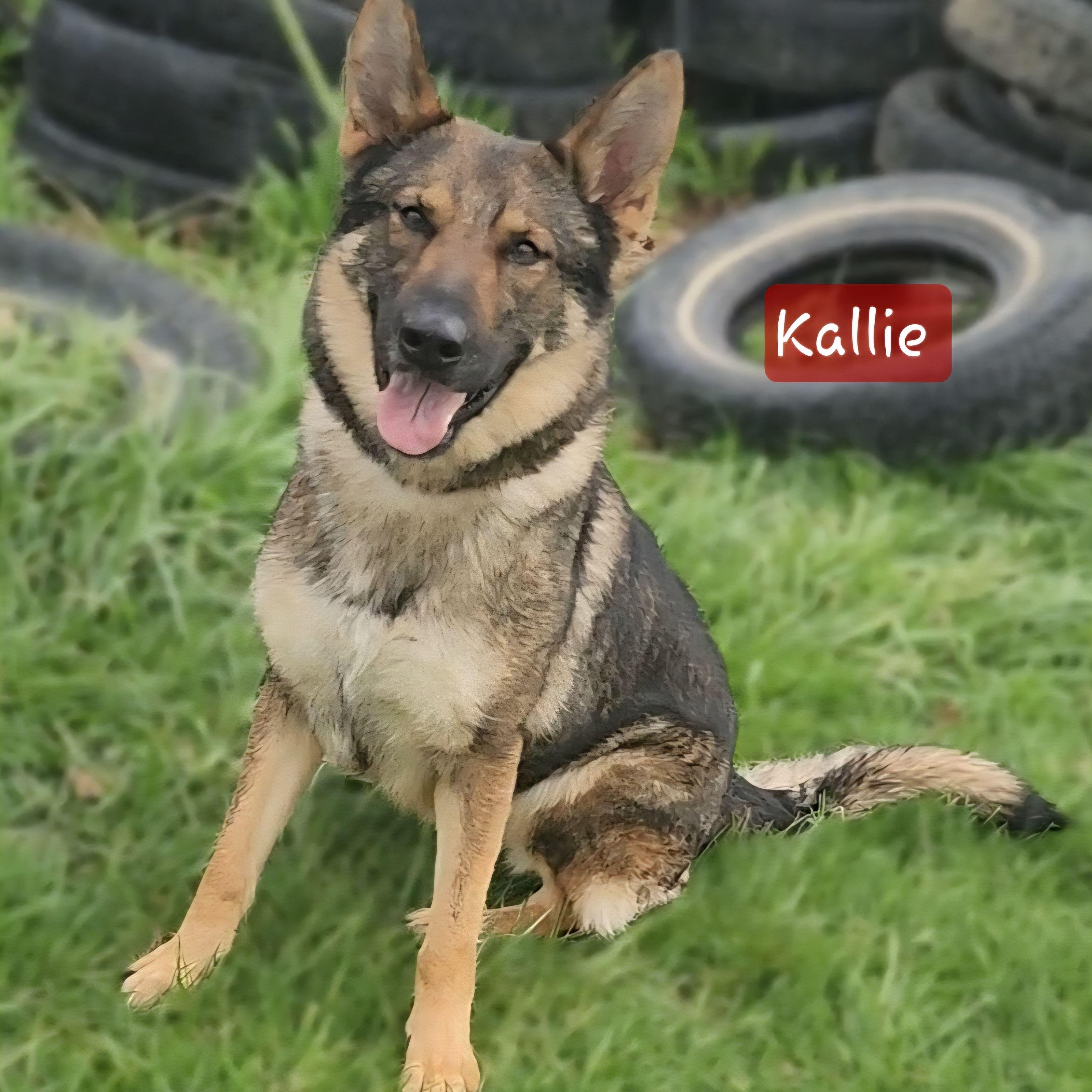 Enlarge KALLIE, a Adoptable German Shepherd Dog in Ashland, OH image 5/5