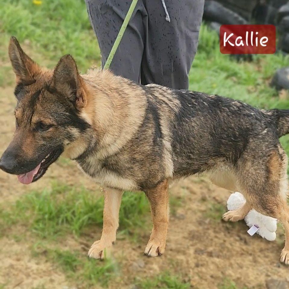 Enlarge KALLIE, a Adoptable German Shepherd Dog in Ashland, OH image 3/5