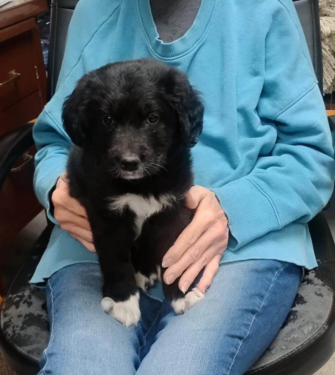 Enlarge Coal, an adopted mixed breed in Sulphur, OK image 1/5