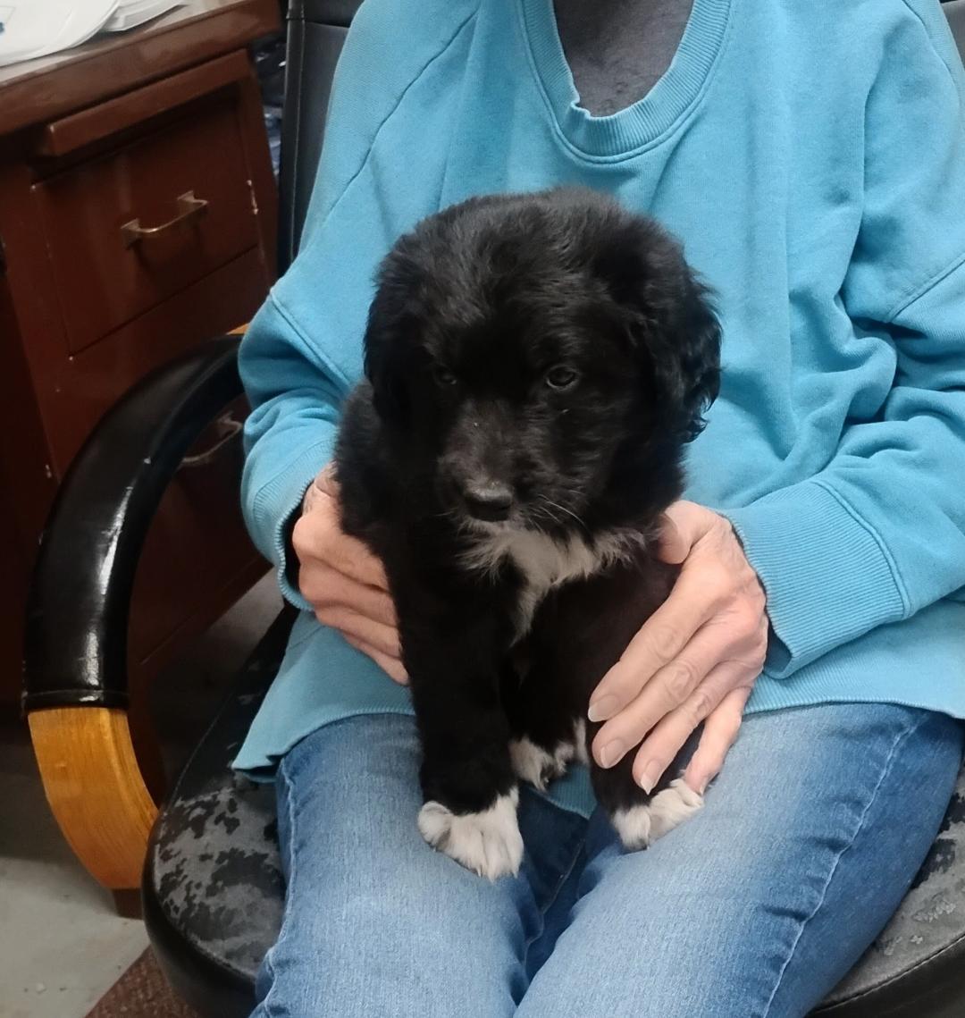 Enlarge Coal, an adopted mixed breed in Sulphur, OK image 2/5