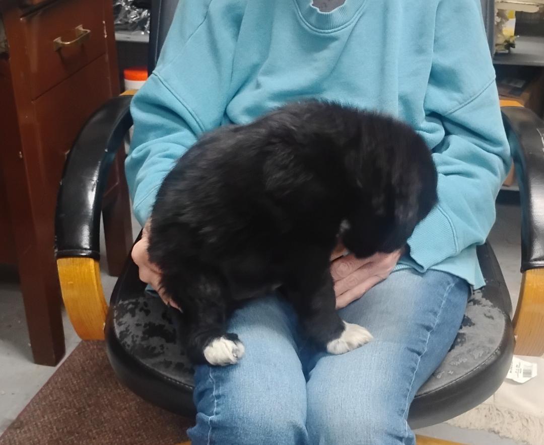 Enlarge Coal, an adopted mixed breed in Sulphur, OK image 4/5