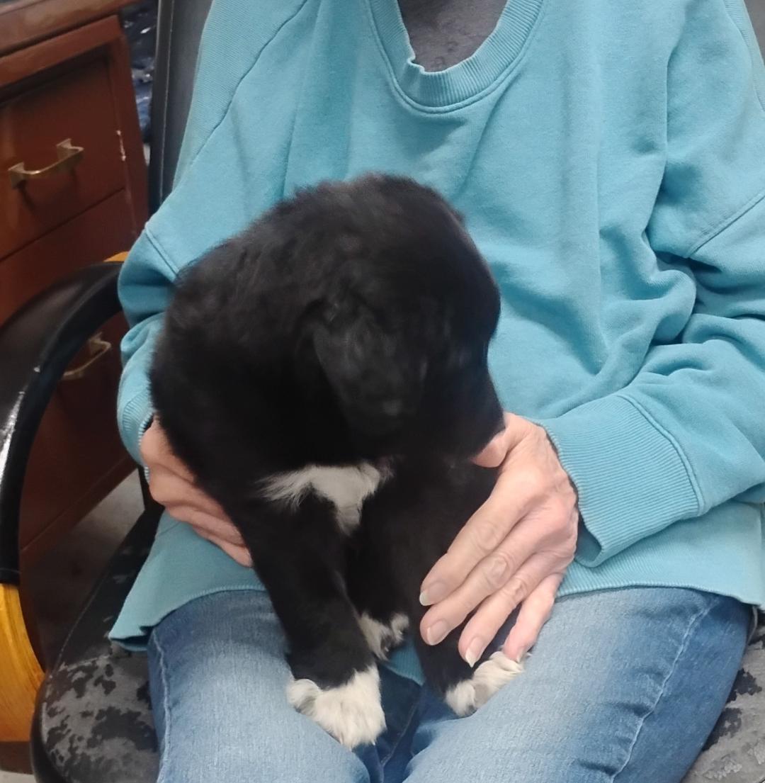 Enlarge Coal, an adopted mixed breed in Sulphur, OK image 3/5