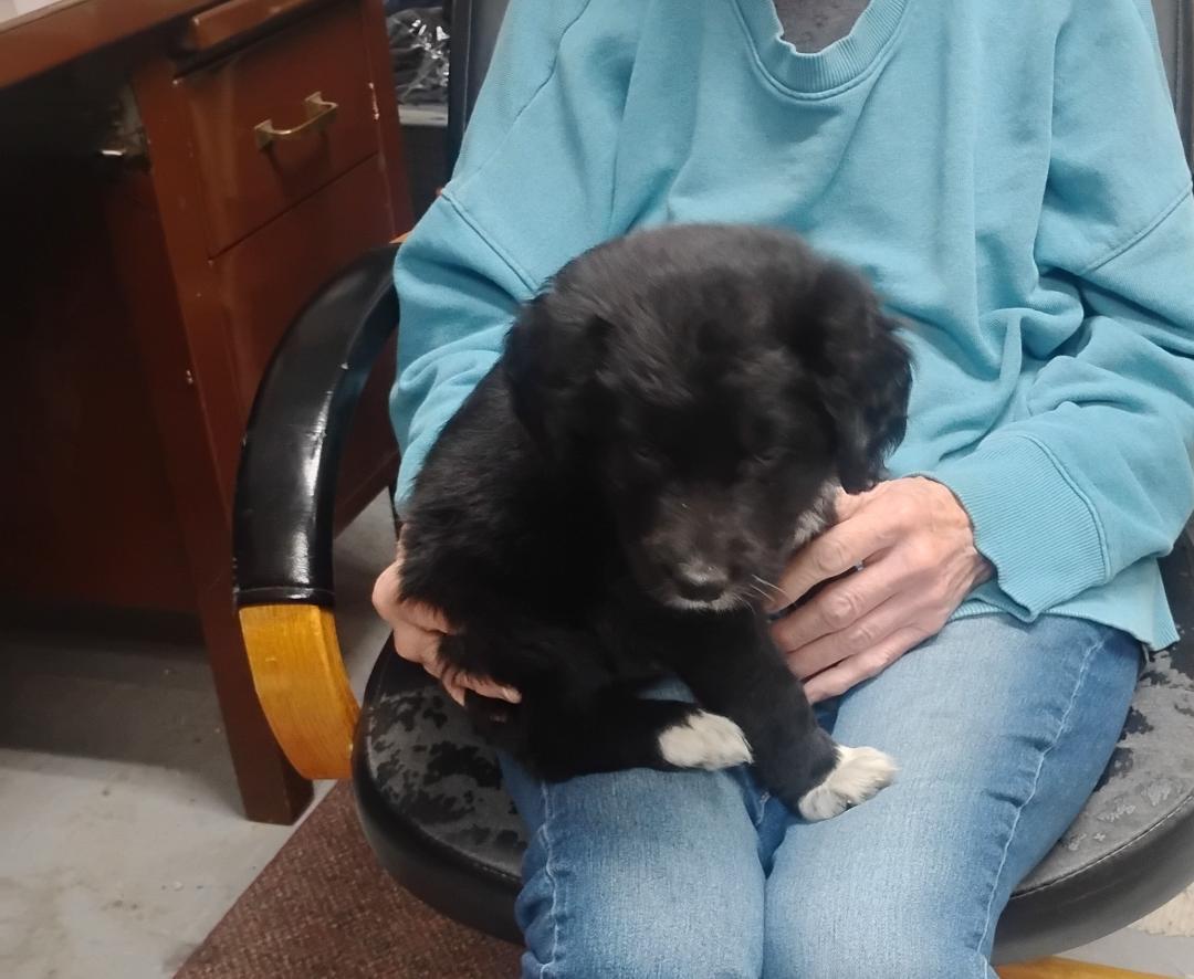 Enlarge Coal, an adopted mixed breed in Sulphur, OK image 5/5