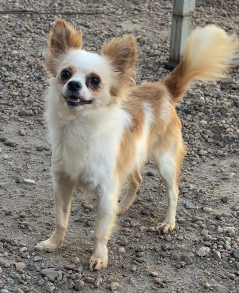 Enlarge Larry, a Adoptable Chihuahua in Columbus, NE image 1/1