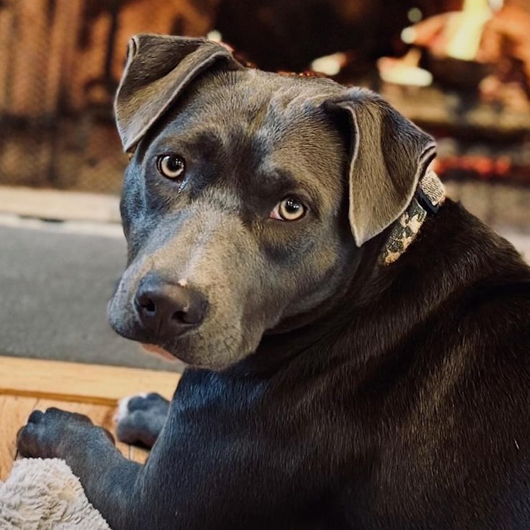 Millie — thumbnail 4