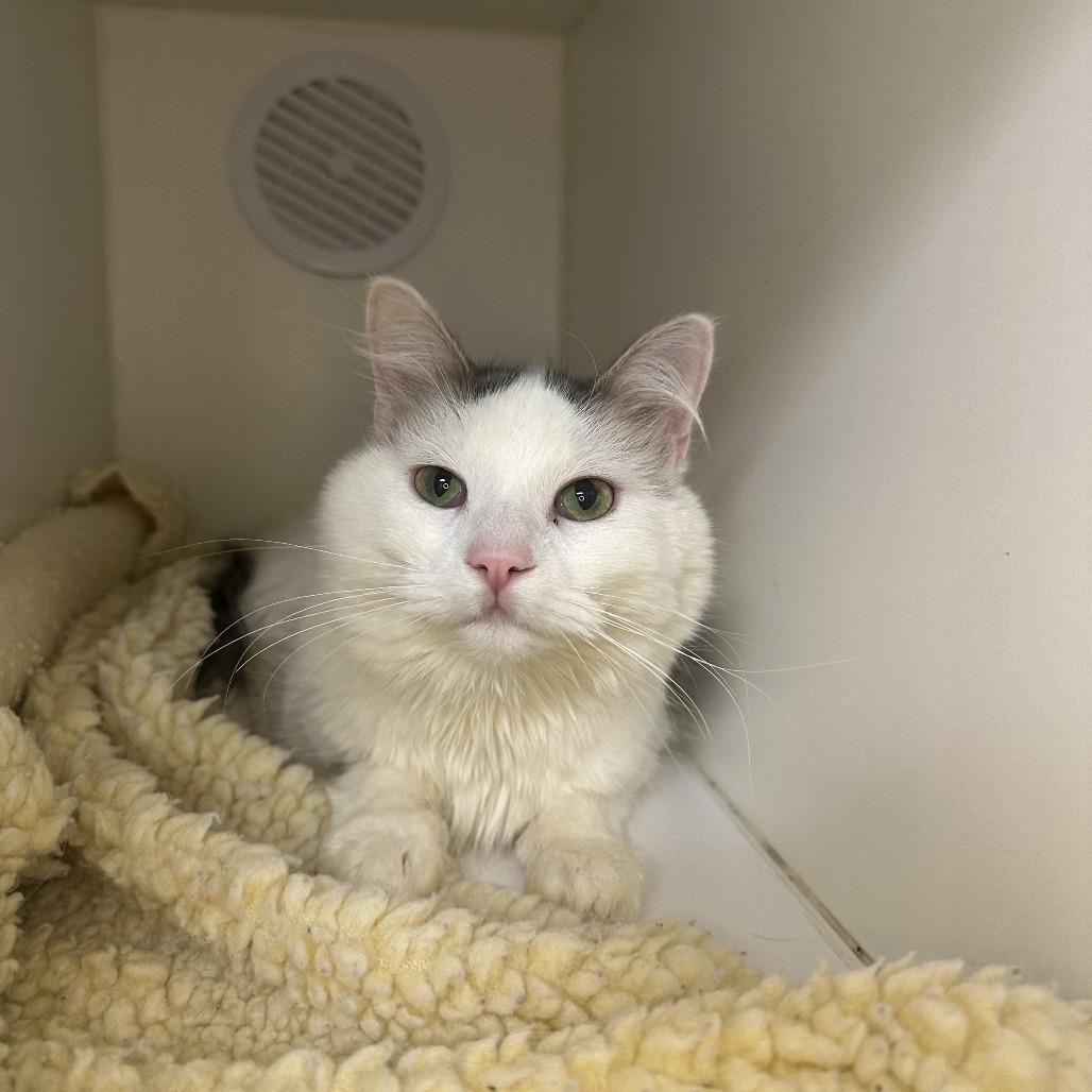 Enlarge Julian, a Adoptable Domestic Medium Hair in Chaska, MN image 1/4