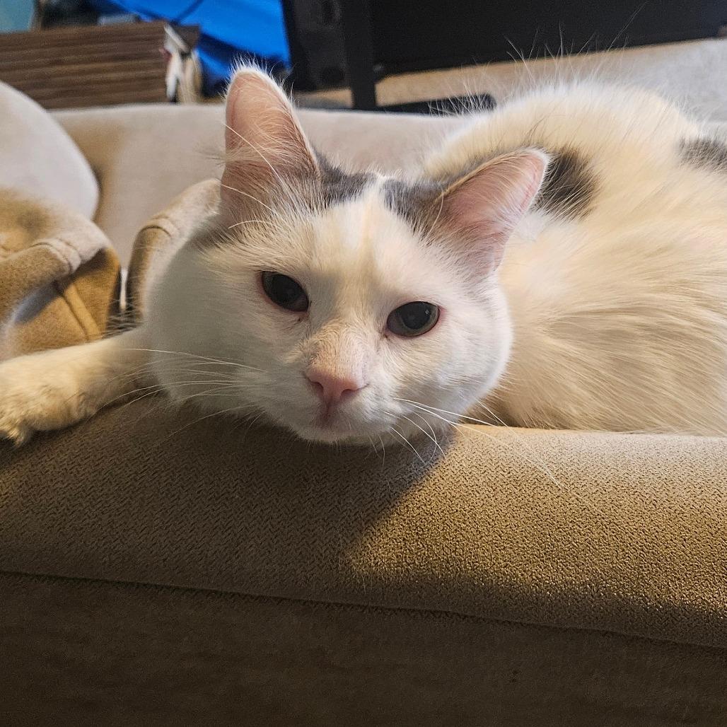 Enlarge Julian, a Adoptable Domestic Medium Hair in Chaska, MN image 2/4