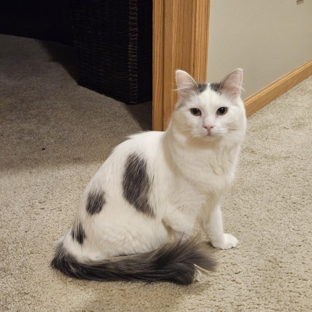 Enlarge Julian, a Adoptable Domestic Medium Hair in Chaska, MN image 3/4