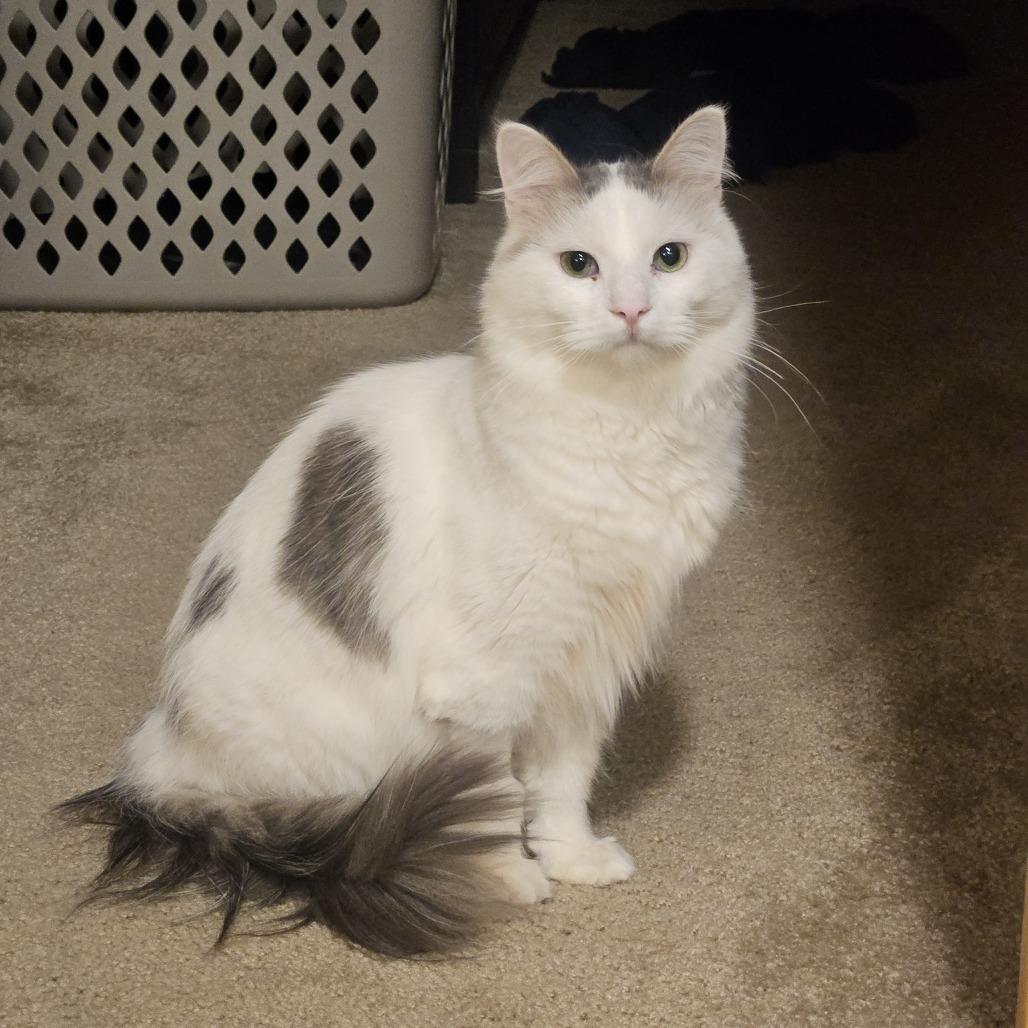 Enlarge Julian, a Adoptable Domestic Medium Hair in Chaska, MN image 4/4