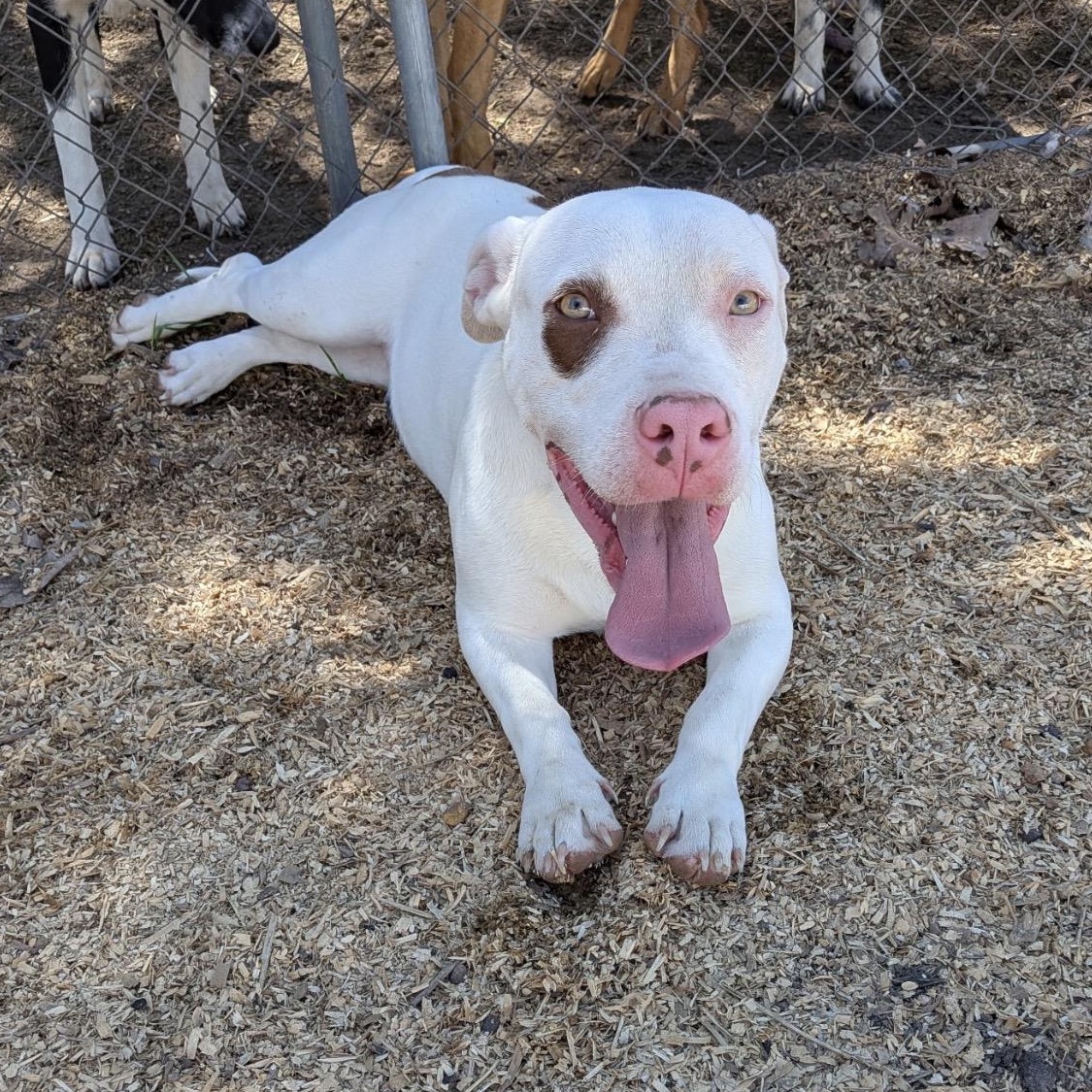 Stimpy , a Adoptable mixed breed in McKinney, TX image 1/5