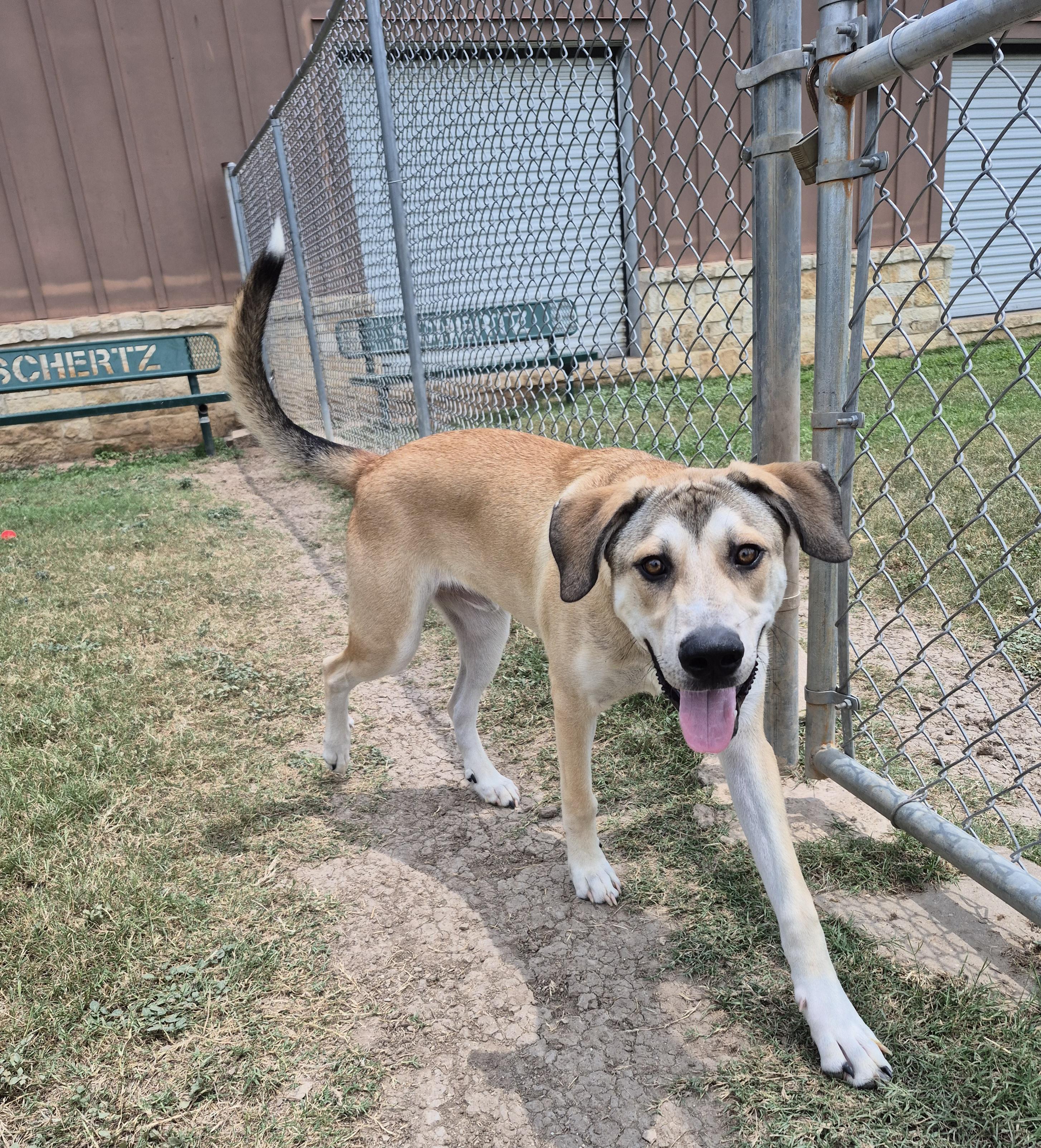Enlarge Dain, a ADOPTABLE Mixed Breed in Schertz, TX image 3/3