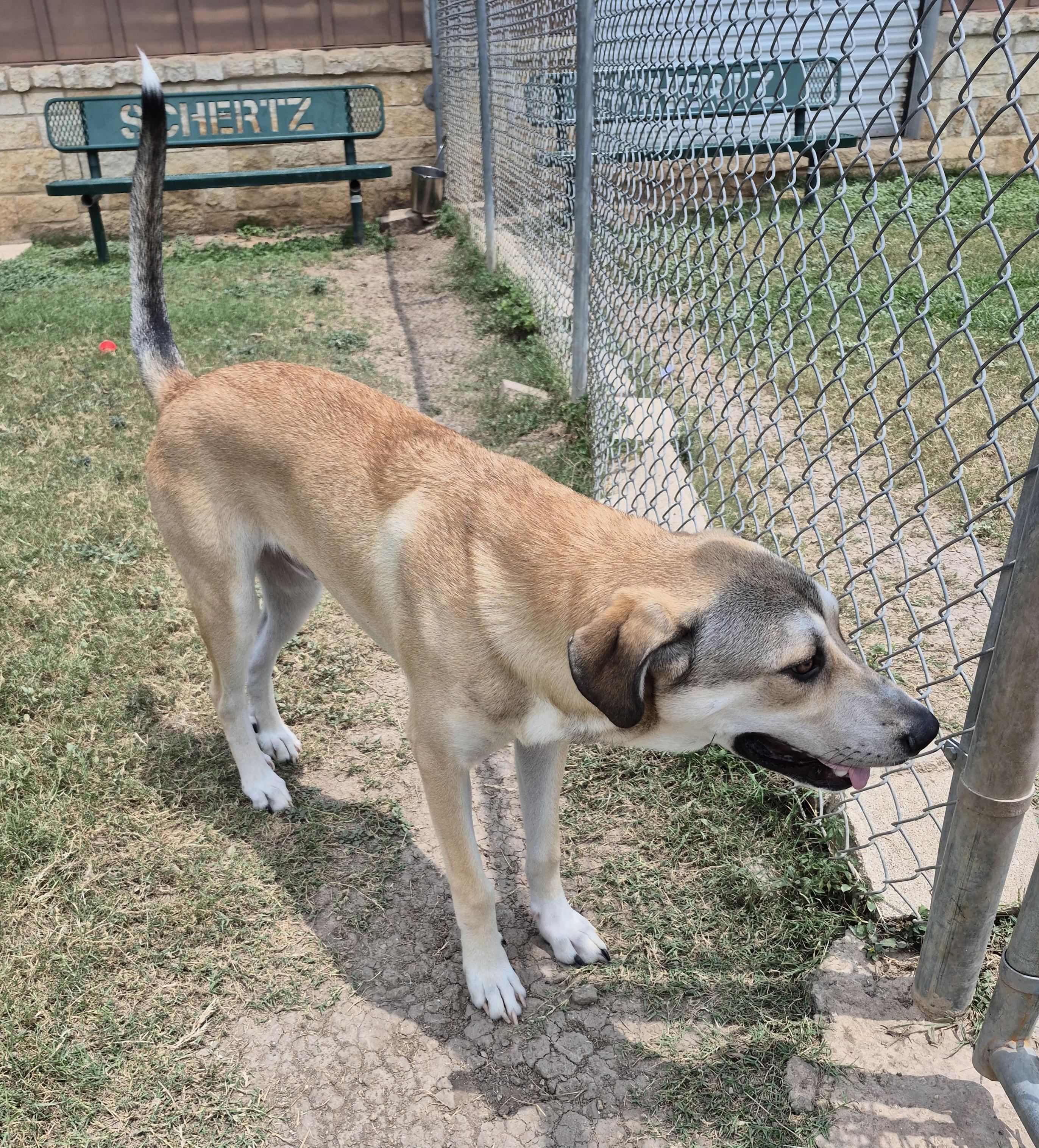Enlarge Dain, a ADOPTABLE Mixed Breed in Schertz, TX image 2/3