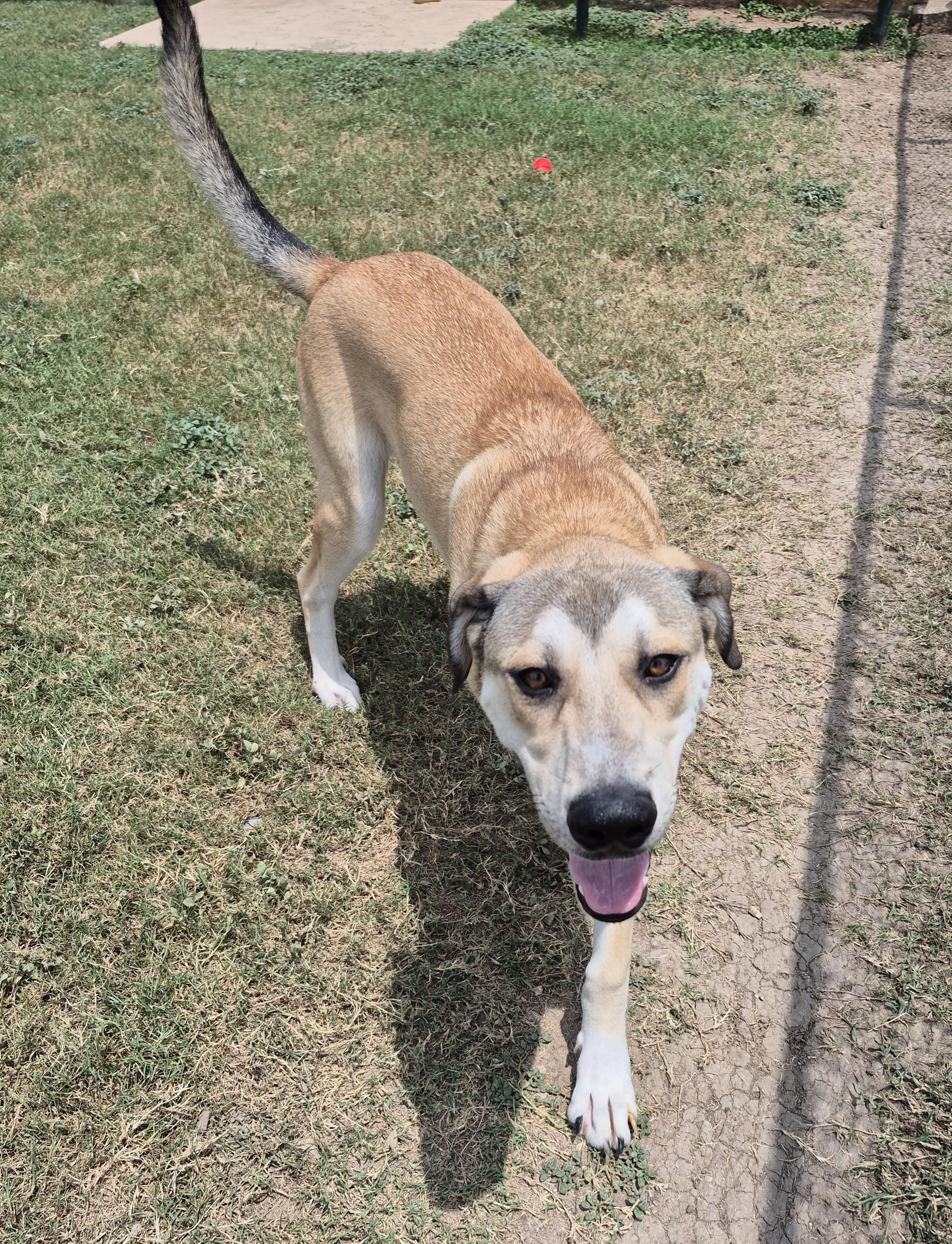 Dain, ADOPTABLE, Adult Male Mixed Breed.