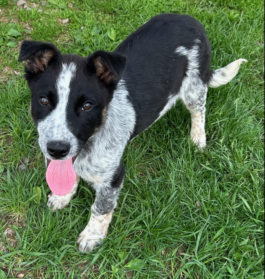 Enlarge Pelican, a Adoptable mixed breed in Neillsville, WI image 3/4