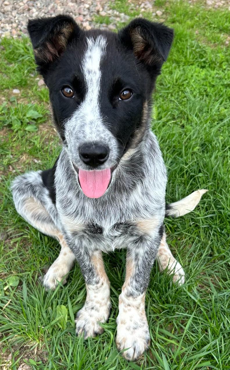 Enlarge Pelican, a Adoptable mixed breed in Neillsville, WI image 4/4