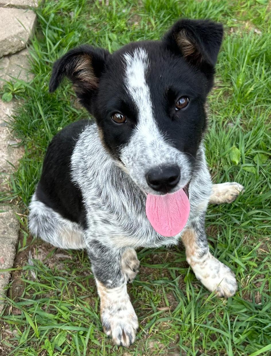 Pelican, Adoptable, Puppy Male Australian Cattle Dog / Blue Heeler.