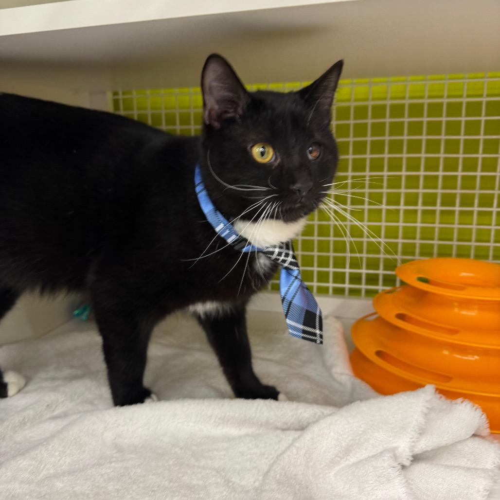 Barbosa, Adoptable, Adult Male Domestic Short Hair.