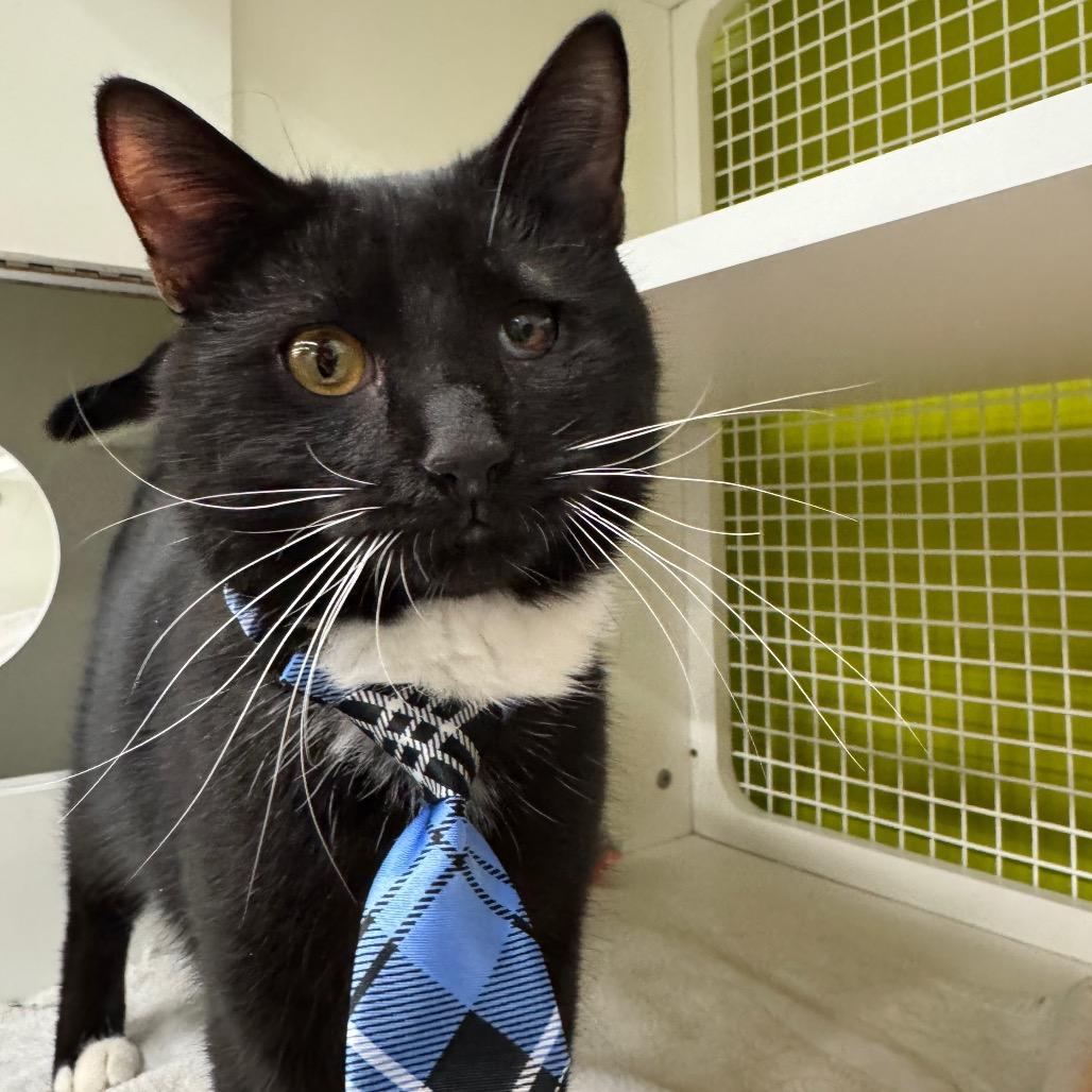 Enlarge Barbosa, a Adoptable Domestic Short Hair in Pasadena , MD image 2/3