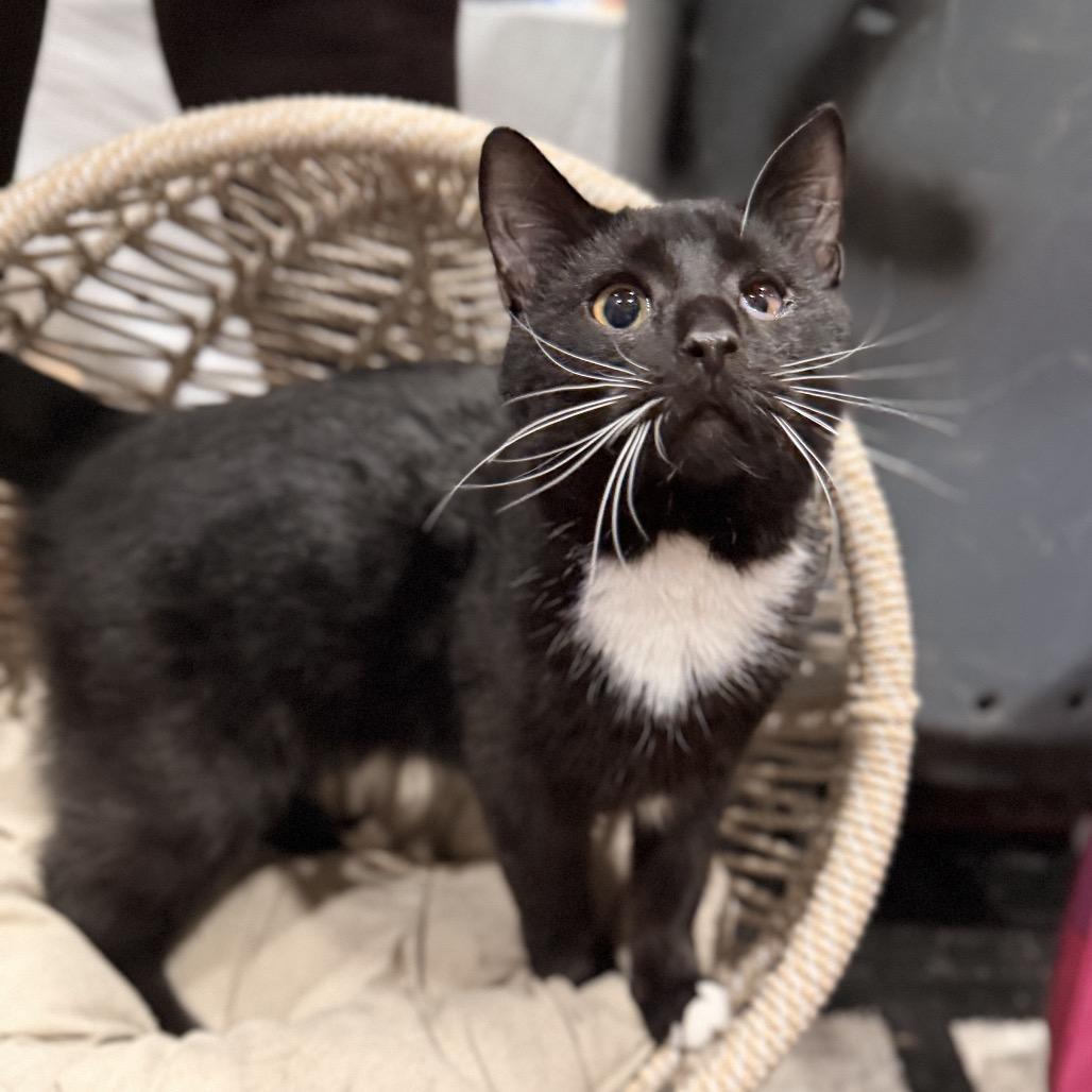 Enlarge Barbosa, a Adoptable Domestic Short Hair in Pasadena , MD image 3/3