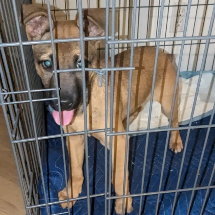 Izzy, Adoptable, Puppy Female Shepherd.