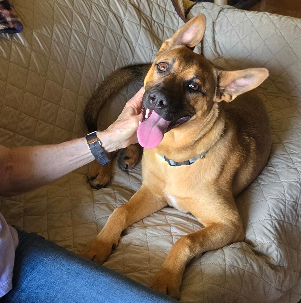 Izzy, a Adoptable Shepherd in Redlands, CA image 2/3