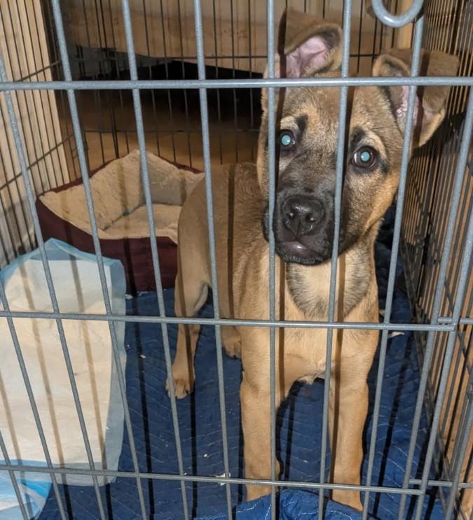 Izzy, a Adoptable Shepherd in Redlands, CA image 3/3